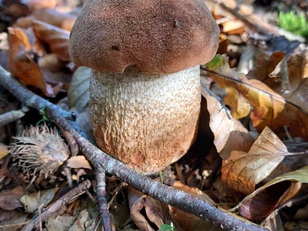 Białogórski Koźlarz Babka