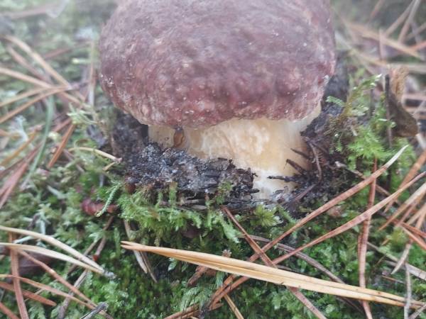 Białogórskie Prawdziwki