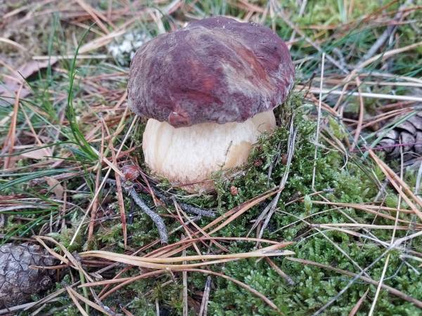 Białogórskie Prawdziwki