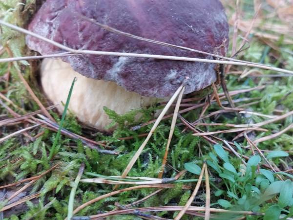 Białogórskie Prawdziwki