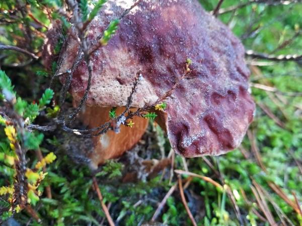 Białogórskie Prawdziwki