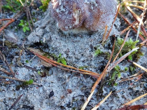 Białogórskie Prawdziwki