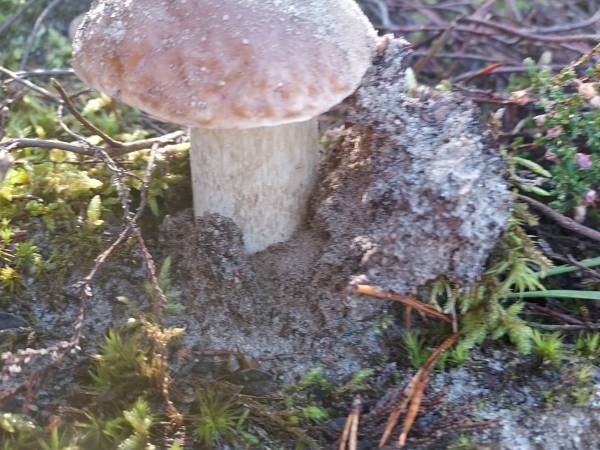 Białogórskie Prawdziwki