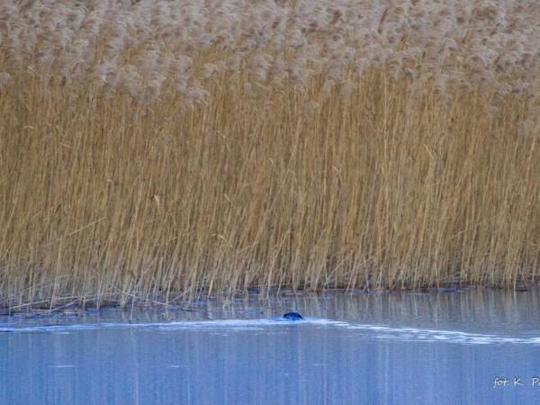 Leszczynowa Górka-Mazurskie Siedlisko w Silcu