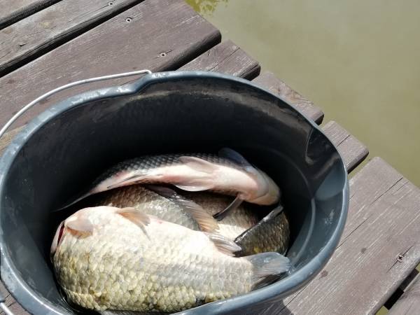 Agroturystyka Karpik