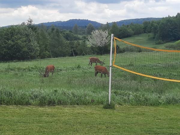 Bieszczadzka SielAnka - Domki Całoroczne