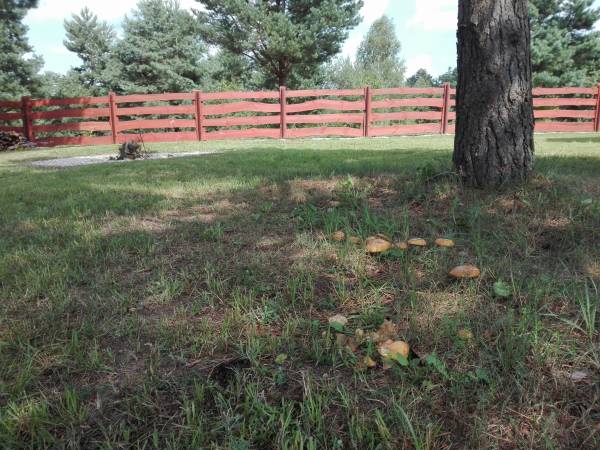 Piękne grzyby tuż przed domkiem