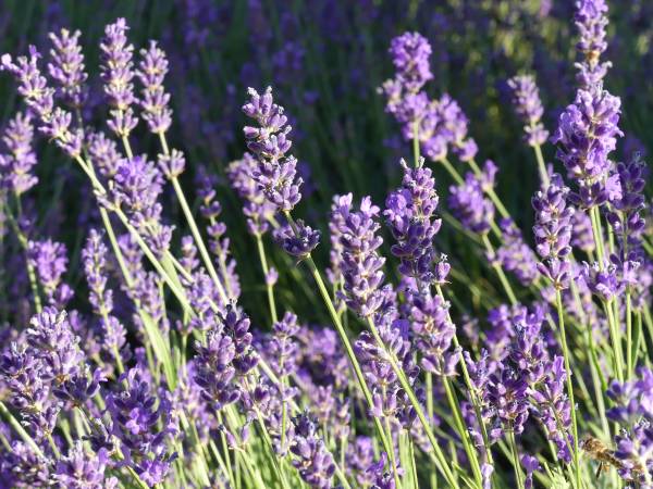 Agroturystyka Bobrowa Chata