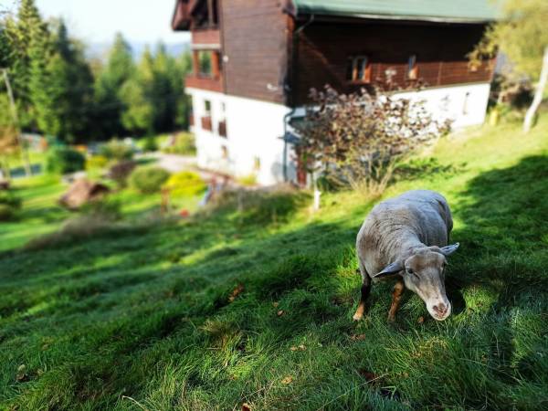 Wiślany Raj Pokoje i Apartamenty