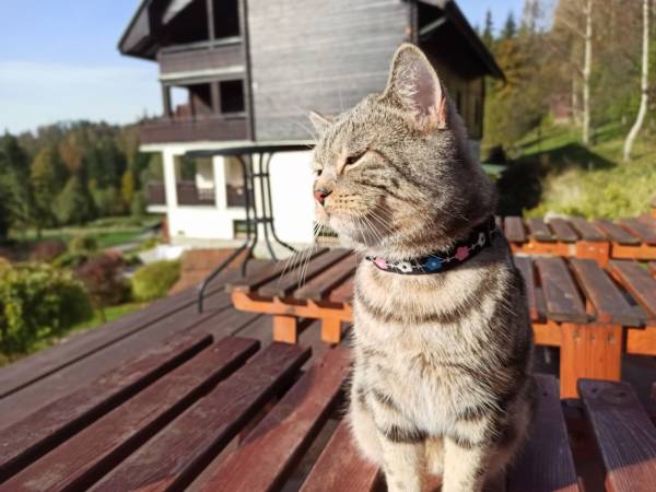 Wiślany Raj Pokoje i Apartamenty