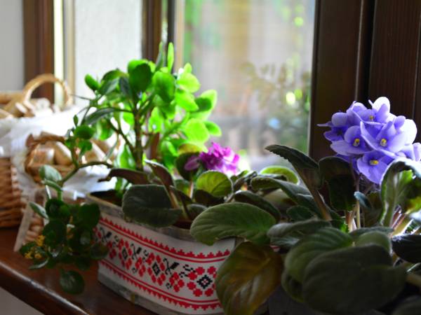 Pokoje i apartamenty Werchowyna