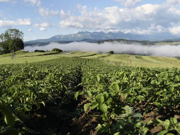 Apartamenty u Znańca