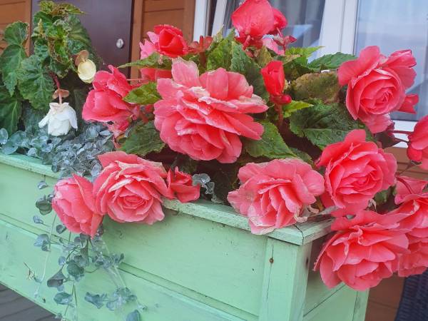 Domki Letniskowe Turkus