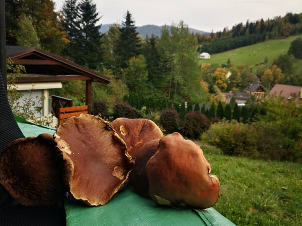 Domki letniskowe Śniegocinka