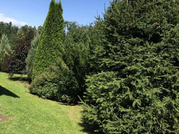 Domki Natura Krasnobród Pszczeliniec