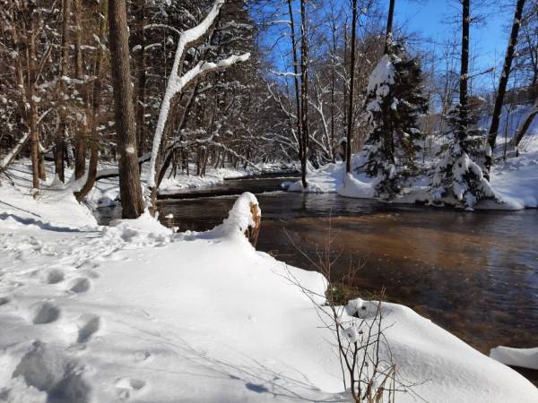 Domek Leśny nad Tanwią