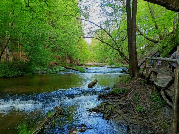 Domek Leśny nad Tanwią