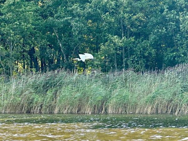 Wpadnij do lasu , domki nad jeziorem 