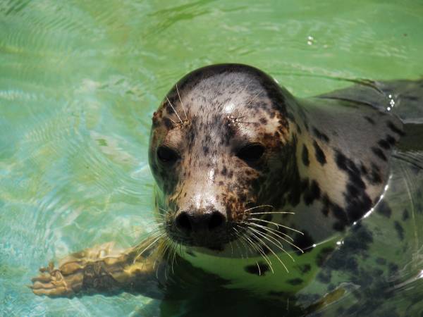 Apartament Lazurowy z basenem Łeba