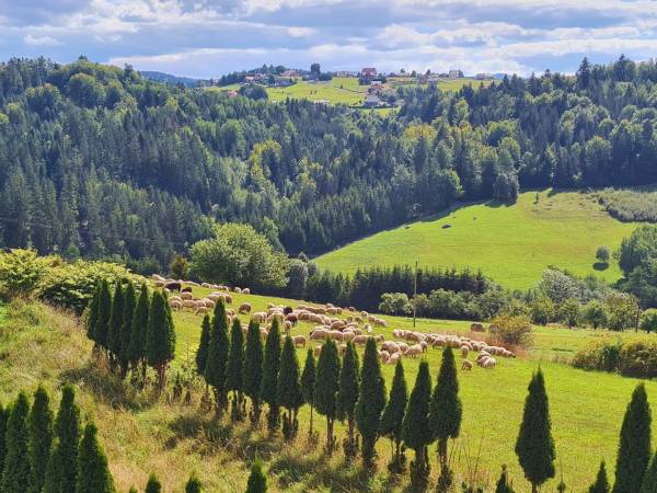 OWCZA GÓRKA Apartamenty