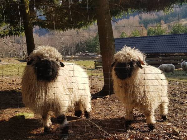 Agroturystyka-Zagroda Studzienno