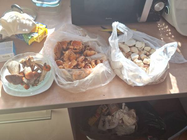 Efekty grzybobrania 30.09.2024