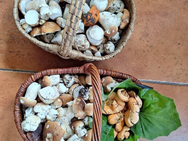 Efekty grzybobrania 01.10.2024