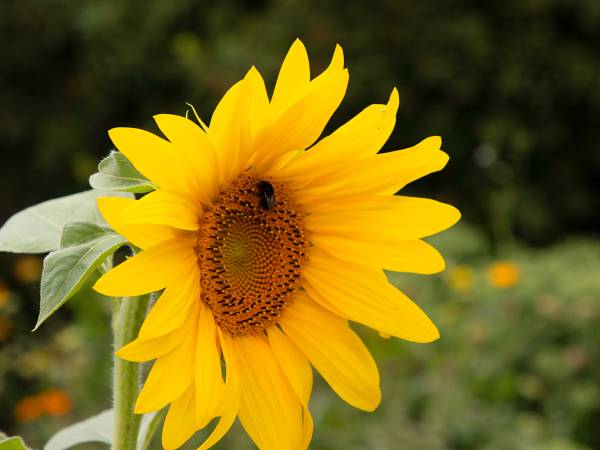 Agroturystyka u Donaty