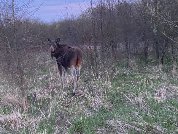 Domki WESTERN HOUSE Giżycko Fuleda Sauna Jacuzzi Kominek