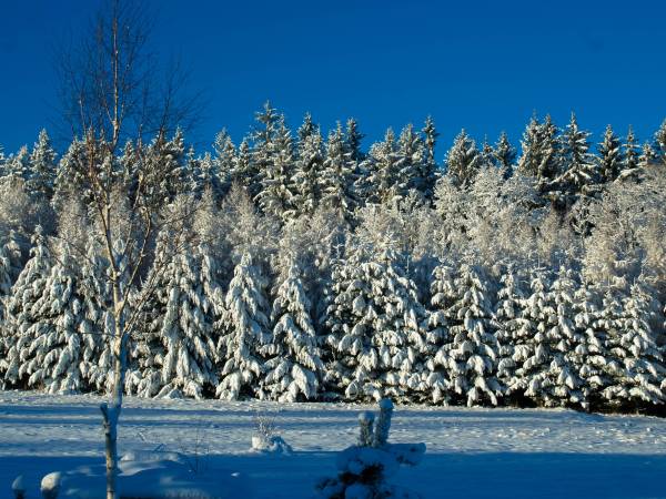 Dom w Górach Karkonosze - Jacuzzi, Sauna, Basen - Piaskowy Koń