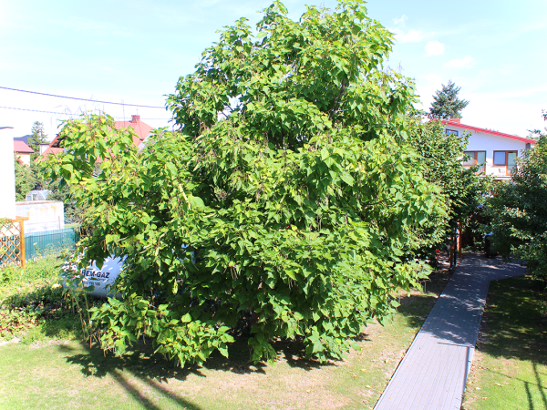 Noclegi Glinojeck Andrzej Bartczak