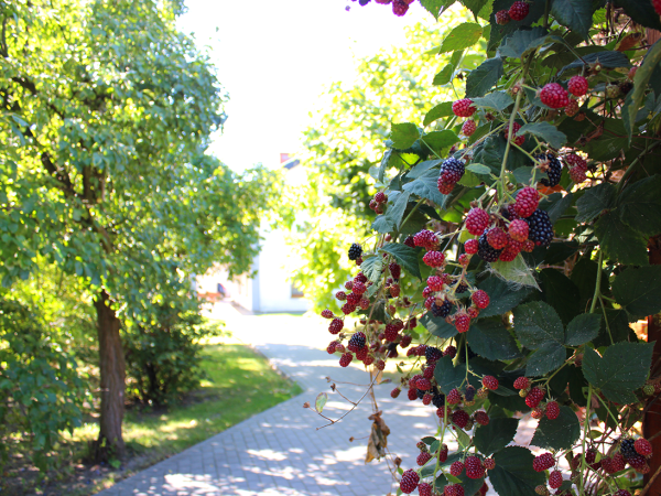 Noclegi Glinojeck Andrzej Bartczak