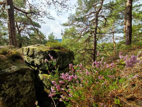 Domki Cisza i Spokój