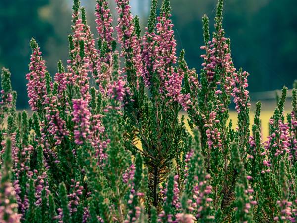 Willa pod górską lawendą