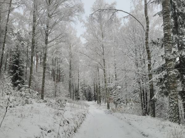 Miodowy Domek na Mazurach