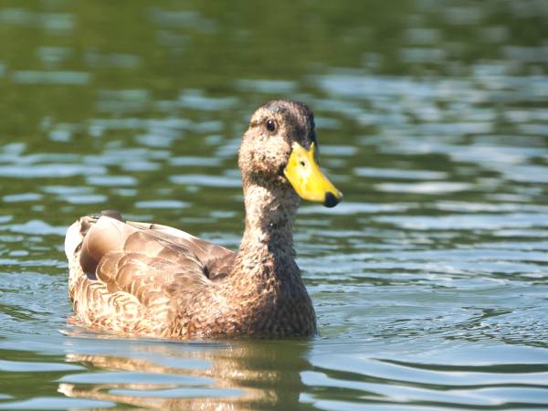 Ośrodek Wypoczynkowy Perła Krutyni 