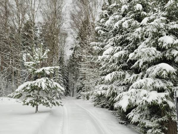 Miodowy Domek na Mazurach
