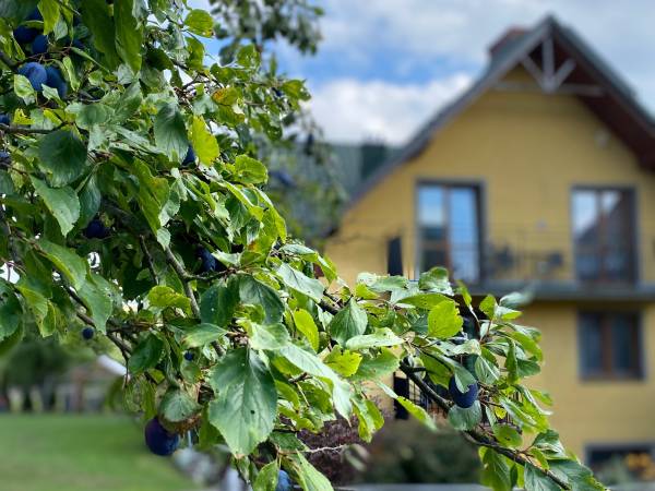 Apartamenty ADAMCYKÓWKA z jacuzzi i sauną