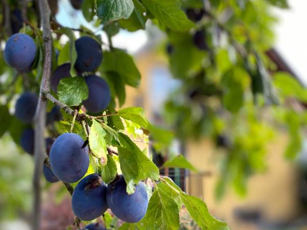 Apartamenty ADAMCYKÓWKA z jacuzzi i sauną