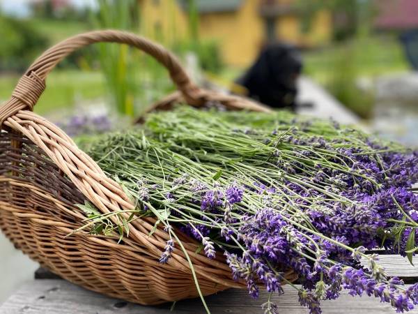 Apartamenty ADAMCYKÓWKA z jacuzzi i sauną