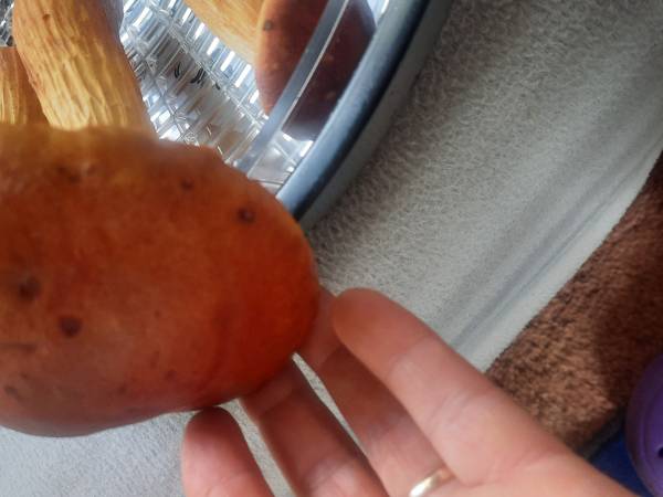 piękne okazy się też zdarzają