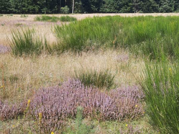 Domki Letniskowe Słoneczna Dolina