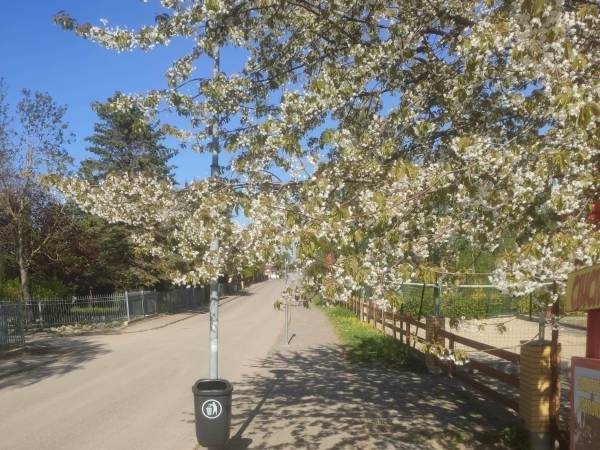 główna ulica w Sianożętach w maju