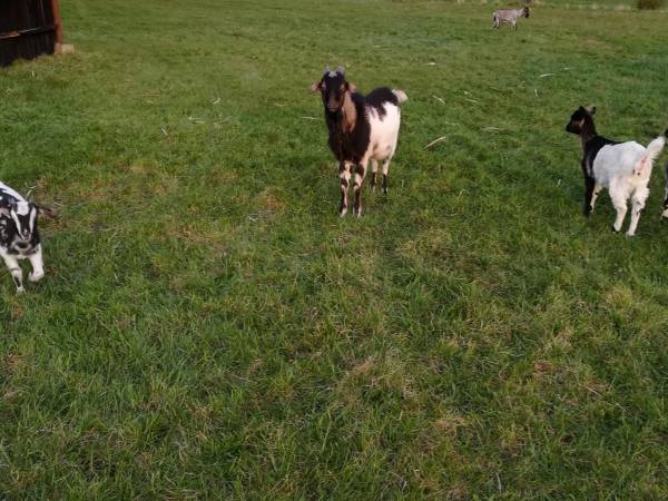 Obykole Stanisława Kowalczyk