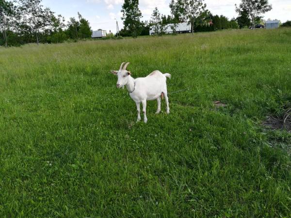Obykole Stanisława Kowalczyk