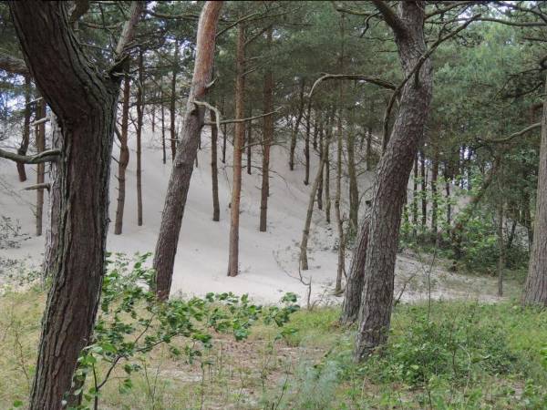 Domki Letniskowe Arleta