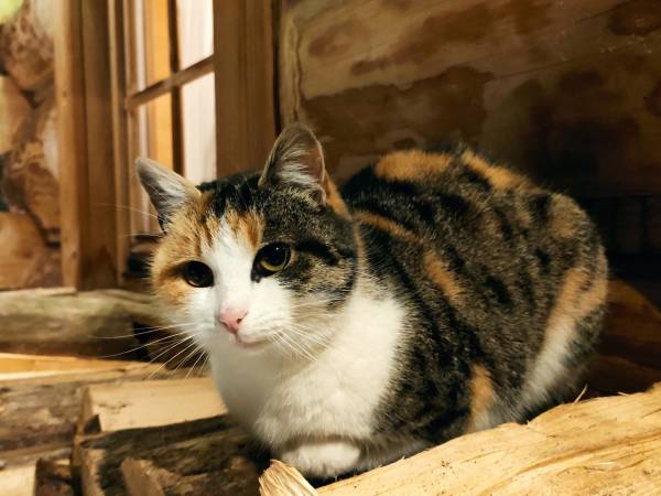 Domki w Górach pod Wyciągiem