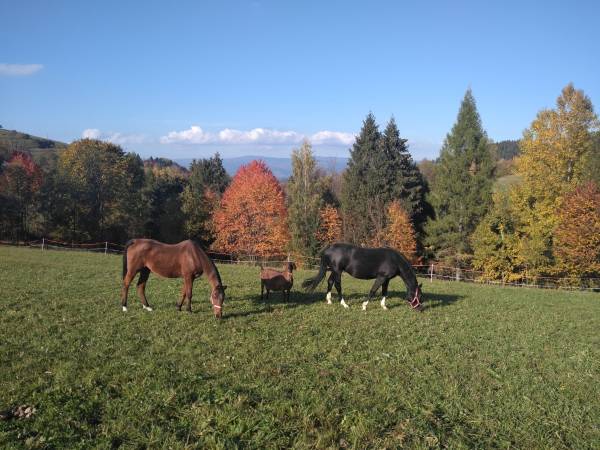 nasze konie i koza