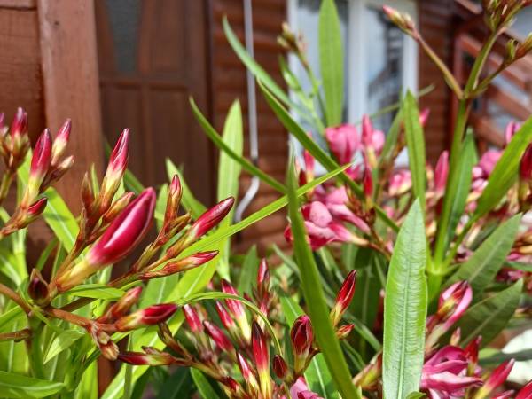 Domki wczasowe HOLIDAY