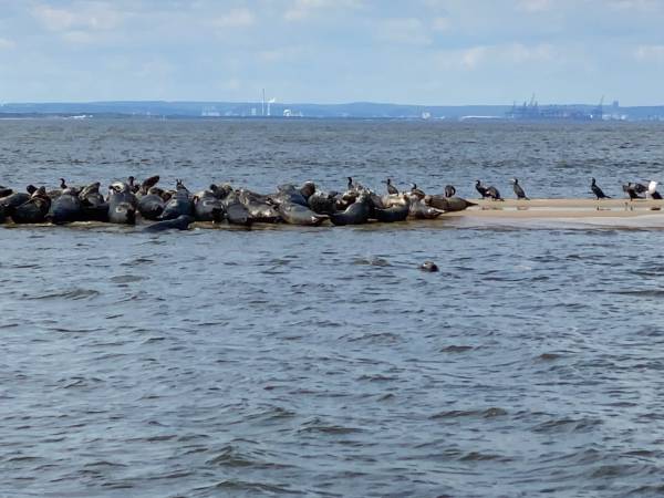 Apartamenty Villa Fiori